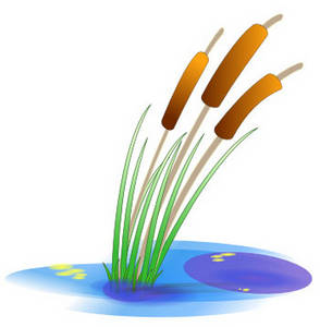 Bull rushes