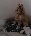 Home comforts for your dog