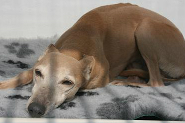 Home comforts help doggies settle in