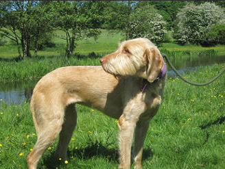 fresh air and country walks